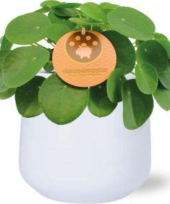 Pilea Peperomioides – Ø15cm – ↕30cm + Puglia Pot D16,5/18x16cm – Weiß