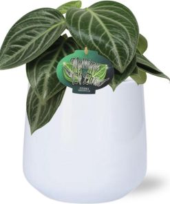 Peperomia Sarcophylla – Ø15cm – ↕25cm + Puglia Pot D16,5/18x16cm – Weiß