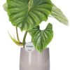 Philodendron Plowmanii – Ø15cm – ↕50cm + Puglia Pot D16,5/18x16cm – Grau