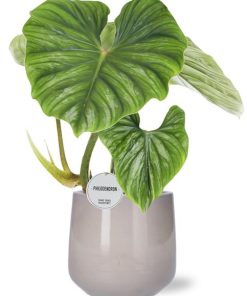 Philodendron Plowmanii – Ø15cm – ↕50cm + Puglia Pot D16,5/18x16cm – Grau