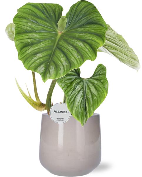 Philodendron Plowmanii – Ø15cm – ↕50cm + Puglia Pot D16,5/18x16cm – Grau