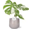 Monstera Deliciosa Variegata – Ø15cm – ↕45cm + Puglia Pot D16,5/18x16cm – Grau Monstera Deliciosa Variegata – Ø15cm – ↕45cm + Puglia Pot D16,5/18x16cm – Grau