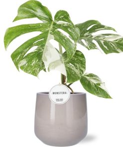 Monstera Deliciosa Variegata – Ø15cm – ↕45cm + Puglia Pot D16,5/18x16cm – Grau