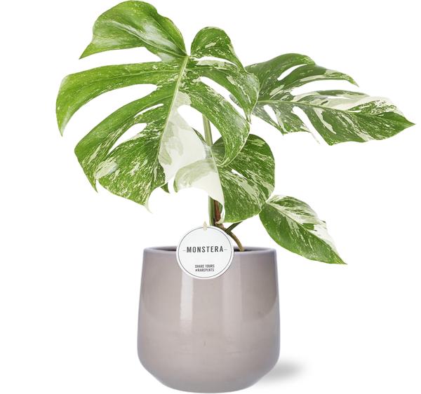 Monstera Deliciosa Variegata – Ø15cm – ↕45cm + Puglia Pot D16,5/18x16cm – Grau