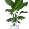 Strelitzia Nicolai – Ø19cm – ↕90cm + Puglia Pot D21/23,5x21cm – Weiß