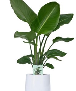 Strelitzia Nicolai – Ø19cm – ↕90cm + Puglia Pot D21/23,5x21cm – Weiß