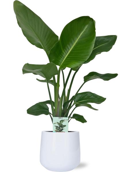 Strelitzia Nicolai – Ø19cm – ↕90cm + Puglia Pot D21/23,5x21cm – Weiß