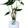 Alocasia Zebrina – Ø19cm – ↕75cm + Puglia Pot D21/23,5x21cm – Weiß