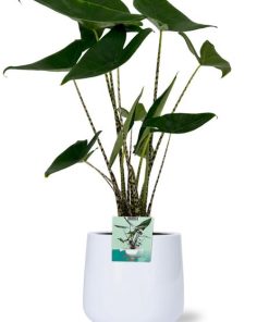 Alocasia Zebrina – Ø19cm – ↕75cm + Puglia Pot D21/23,5x21cm – Weiß