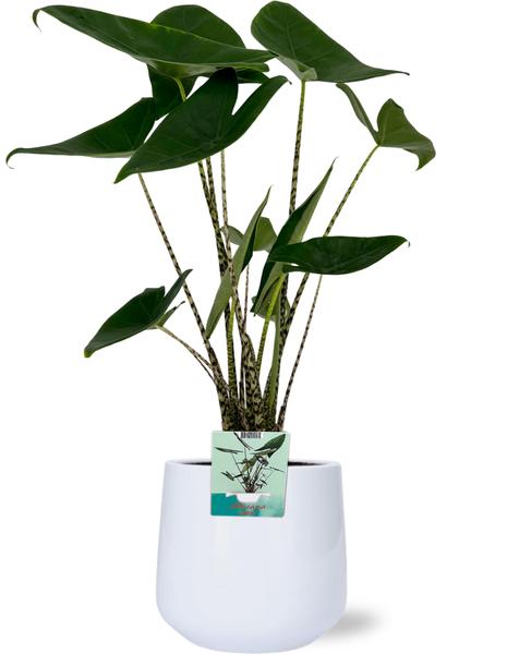 Alocasia Zebrina – Ø19cm – ↕75cm + Puglia Pot D21/23,5x21cm – Weiß