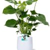 Monstera Deliciosa – Ø19cm – 60cm + Puglia Pot D21/23,5x21cm – Weiß