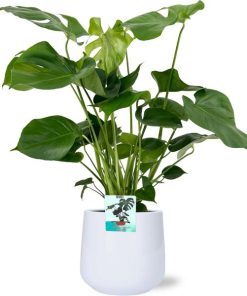 Monstera Deliciosa – Ø19cm – 60cm + Puglia Pot D21/23,5x21cm – Weiß