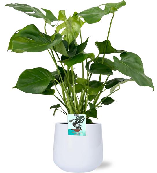 Monstera Deliciosa – Ø19cm – 60cm + Puglia Pot D21/23,5x21cm – Weiß