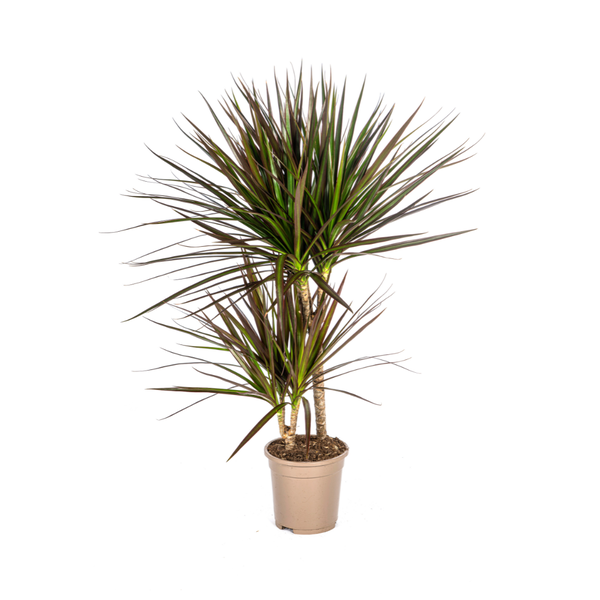 Dracaena Marginata Magenta Ø17cm – ↕60cm