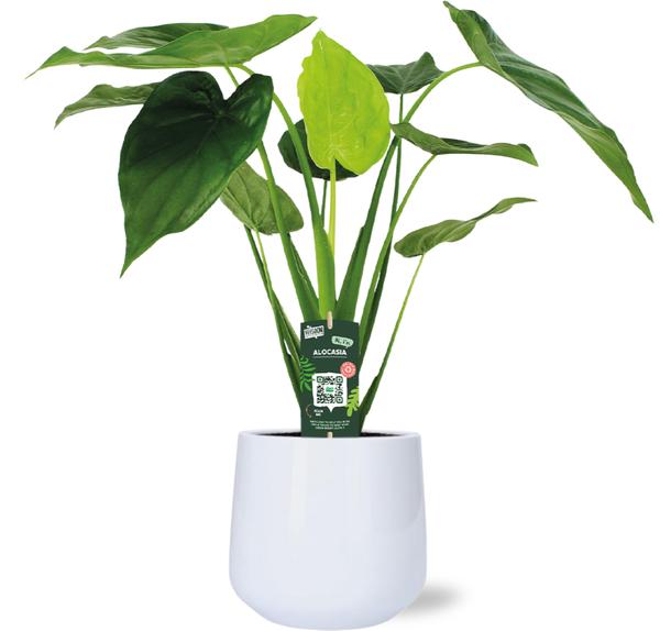 Alocasia Cucullata – Ø19cm – ↕55cm + Puglia Pot D21/23,5x21cm – Weiß