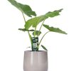 Alocasia Macrorrhiza – Ø19cm – ↕70cm + Puglia Pot D21/23,5x21cm – Grau