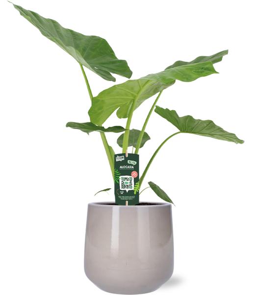 Alocasia Macrorrhiza – Ø19cm – ↕70cm + Puglia Pot D21/23,5x21cm – Grau