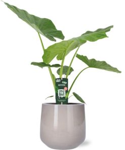 Dieffenbachia Seguine Tropic Snow – Ø19cm – ↕70cm + Puglia Pot D21/23,5x21cm – Grau