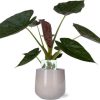 Alocasia Wentii – Ø19cm – ↕85cm + Puglia Pot D21/23,5x21cm – Grau