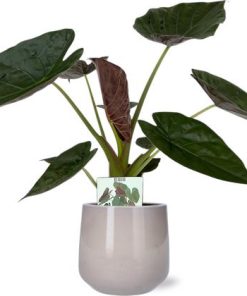 Alocasia Wentii – Ø19cm – ↕85cm + Puglia Pot D21/23,5x21cm – Grau