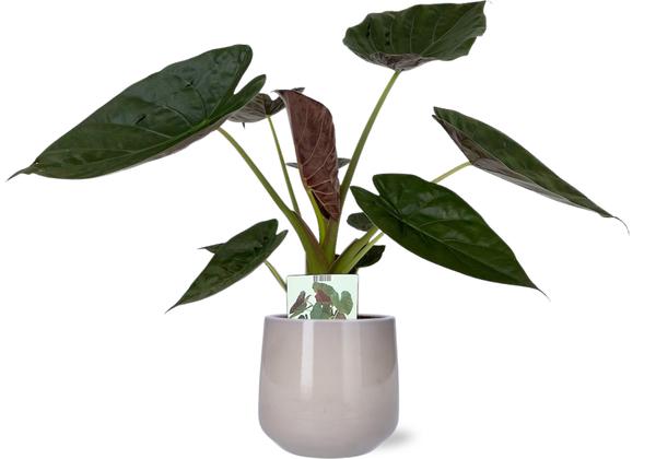 Alocasia Wentii – Ø19cm – ↕85cm + Puglia Pot D21/23,5x21cm – Grau