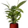 Spathiphyllum Bingo Cupido – Ø19cm – ↕80cm + Puglia Pot D21/23,5x21cm – Rot Spathiphyllum Bingo Cupido – Ø19cm – ↕80cm + Puglia Pot D21/23,5x21cm – Rot