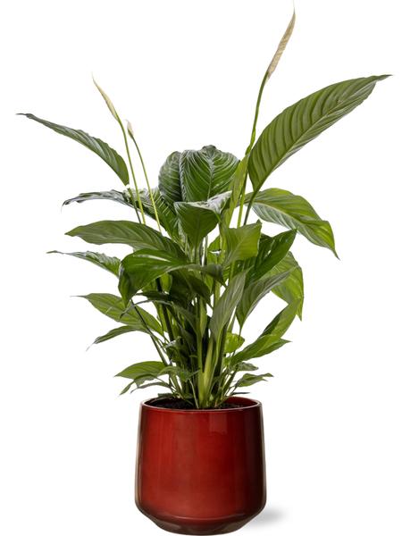 Spathiphyllum Bingo Cupido – Ø19cm – ↕80cm + Puglia Pot D21/23,5x21cm – Rot