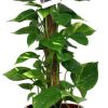 Scindapsus Epipremnum – Ø19cm – ↕80cm + Puglia Pot D21/23,5x21cm – Rot