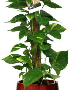 Scindapsus Epipremnum – Ø19cm – ↕80cm + Puglia Pot D21/23,5x21cm – Rot