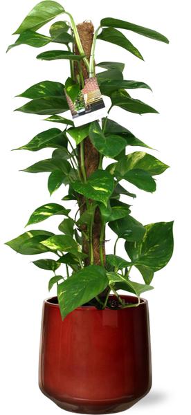 Scindapsus Epipremnum – Ø19cm – ↕80cm + Puglia Pot D21/23,5x21cm – Rot