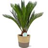 Cycas Revoluta – Ø17cm – ↕70cm + Ruby Pot D19x18cm – Grau