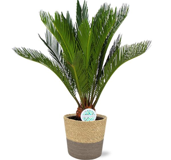 Cycas Revoluta – Ø17cm – ↕70cm + Ruby Pot D19x18cm – Grau