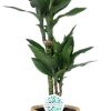 Dracaena Janet Lind – Ø17cm – ↕70cm + Ruby Pot D19x18cm – Grau