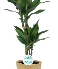 Dracaena Janet Lind – Ø17cm – ↕70cm + Ruby Pot D19x18cm – Grau