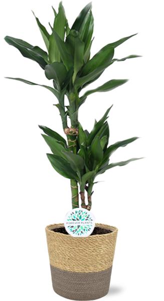 Dracaena Janet Lind – Ø17cm – ↕70cm + Ruby Pot D19x18cm – Grau