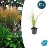 Calamagrostis acut. ‚Karl Foerster‘ – ↕10-25cm – Ø9cm – 12x