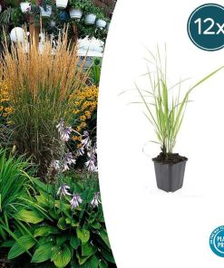 Calamagrostis acut. ‚Karl Foerster‘ – ↕10-25cm – Ø9cm – 12x