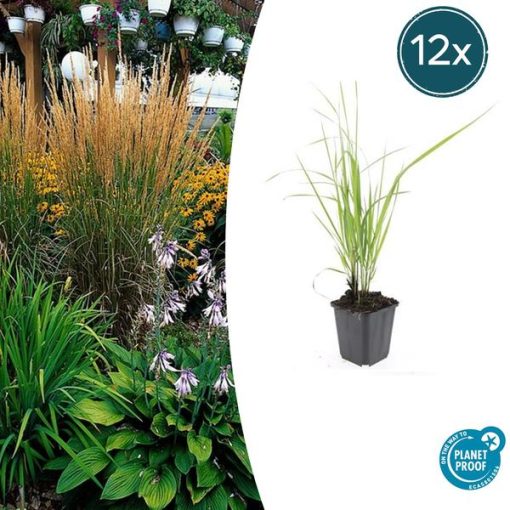 Calamagrostis acut. 'Karl Foerster' - ↕10-25cm - Ø9cm - 12x