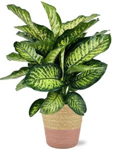 Dieffenbachia Camilla – Ø21cm – ↕75cm + Ruby Pot D22,5×21,5cm – Rosa