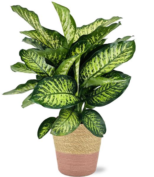 Dieffenbachia Camilla – Ø21cm – ↕75cm + Ruby Pot D22,5×21,5cm – Rosa