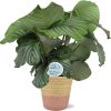 Calathea Orbifolia – Ø21cm – ↕70cm + Ruby Pot D22,5×21,5cm – Rosa