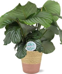 Calathea Orbifolia – Ø21cm – ↕70cm + Ruby Pot D22,5×21,5cm – Rosa