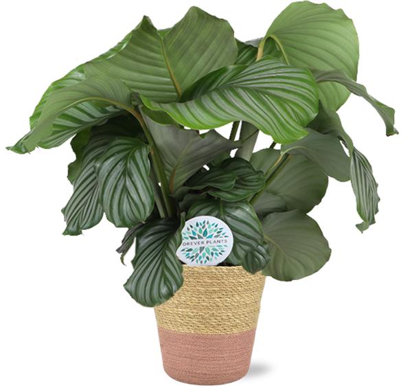 Calathea Orbifolia – Ø21cm – ↕70cm + Ruby Pot D22,5×21,5cm – Rosa