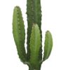 Euphorbia Acrurensis – Ø17cm – ↕50cm + Ryan Pot D18x16cm – Weiß