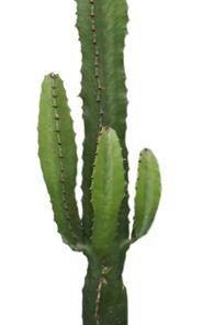 Euphorbia Acrurensis – Ø17cm – ↕50cm + Ryan Pot D18x16cm – Weiß