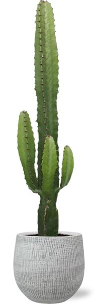 Euphorbia Acrurensis – Ø17cm – ↕50cm + Ryan Pot D18x16cm – Weiß