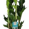 Zamioculcas Zamiifolia – Ø17cm – ↕70cm + Ryan Pot D18x16cm – Weiß