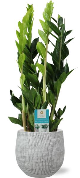 Zamioculcas Zamiifolia – Ø17cm – ↕70cm + Ryan Pot D18x16cm – Weiß