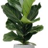 Ficus Lyrata – Ø17cm – ↕75cm + Ryan Pot D18x16cm – Weiß