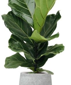 Ficus Lyrata – Ø17cm – ↕75cm + Ryan Pot D18x16cm – Weiß